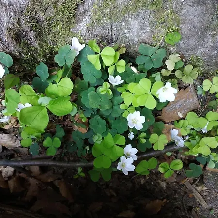 In Pirna Mit Schoener Terrasse By Interhome بيت للعطل