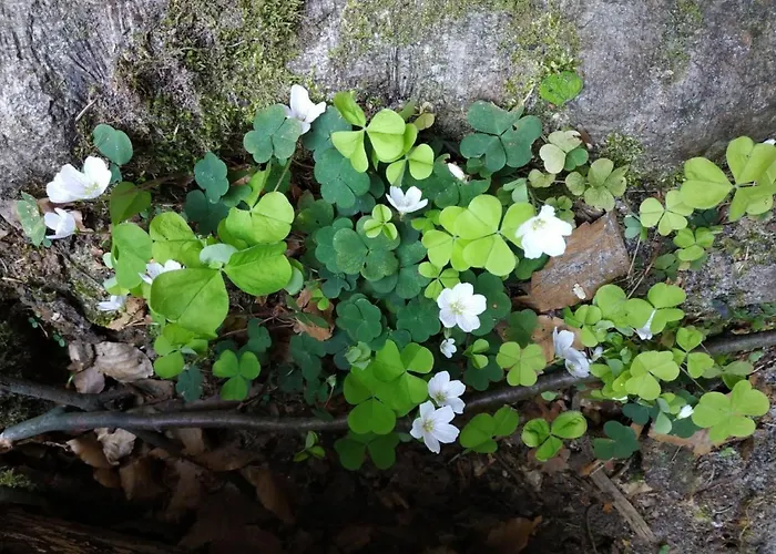 In Pirna Mit Schoener Terrasse By Interhome بيت للعطل